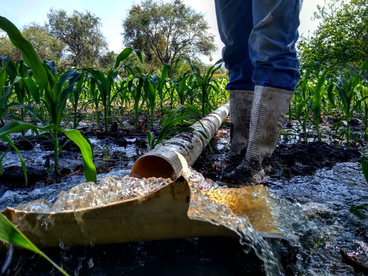 Agricultores de la Región Ciénega, preocupados por la sequía que viven los campos