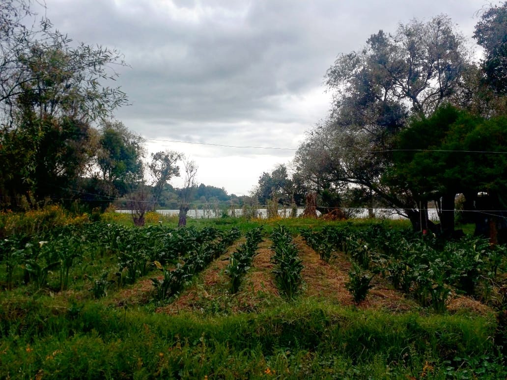 Siete municipios de Jalisco combatirán plagas en los cultivos con controles biológicos