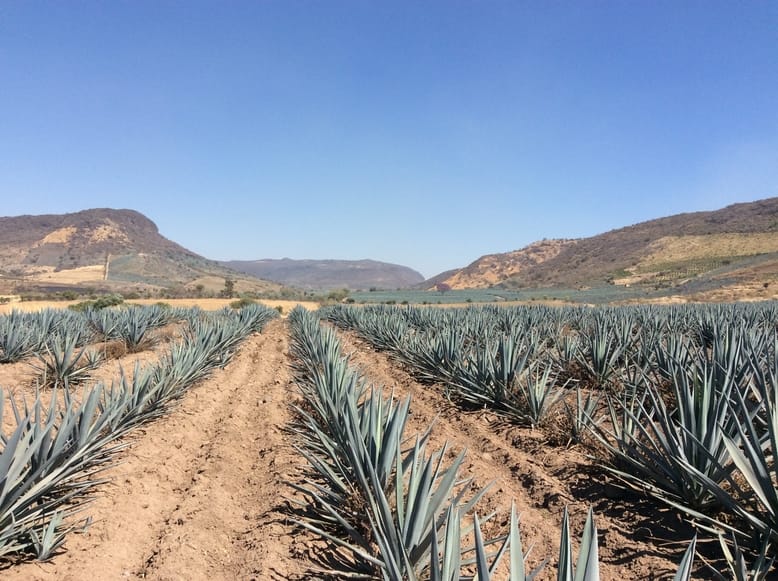 Clausuran tequilera en Amatitán; municipio afirma ver residuos de vinazas en la planta de tratamiento de aguas residuales