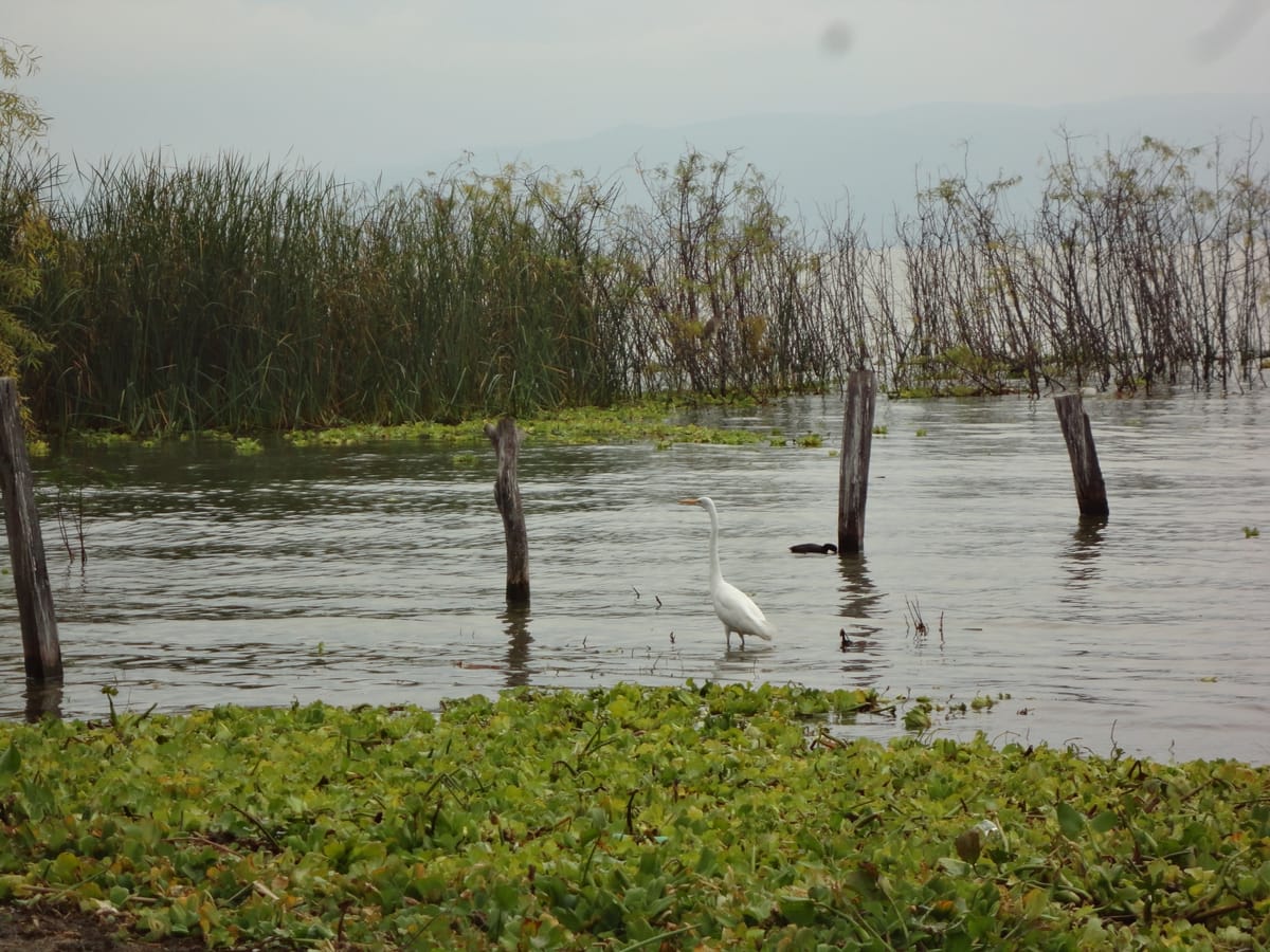 Reducir de forma sustancial el arrastre de fertilizantes químicos y pesticidas que alcanzan al Lago Chapala a través del arroyos y ríos es una prioridad