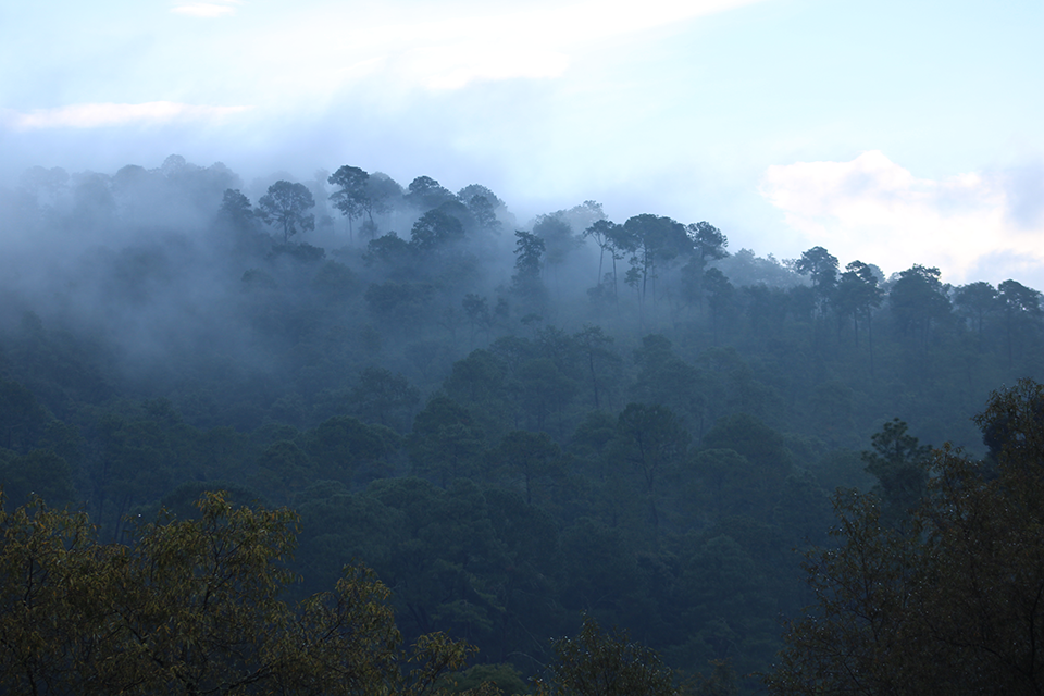 Cambio climático y deforestación: la historia del sur de Jalisco