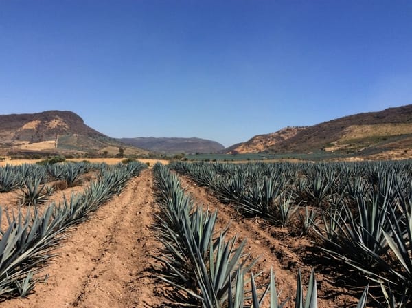 En año y medio 150 hectáreas han sido deforestadas para la siembra de agave en Zapotlán del Rey