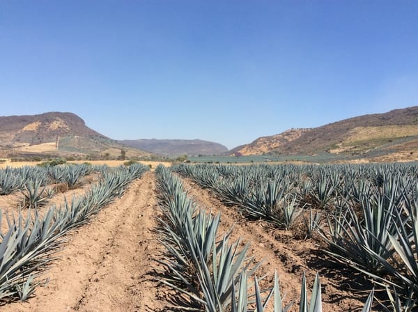 Clausuran tequilera en Amatitán; municipio afirma ver residuos de vinazas en la planta de tratamiento de aguas residuales