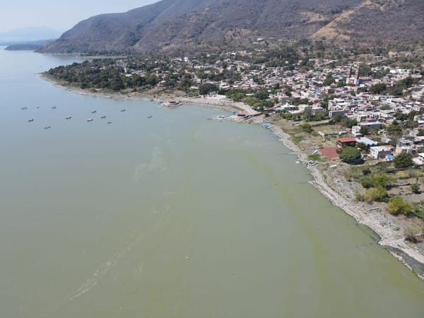 Causas de los “florecimientos algales” en el lago de Chapala. Problemática más compleja que la presencia de lirio acuático